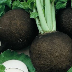 Редька Зимняя круглая черная 100гр.