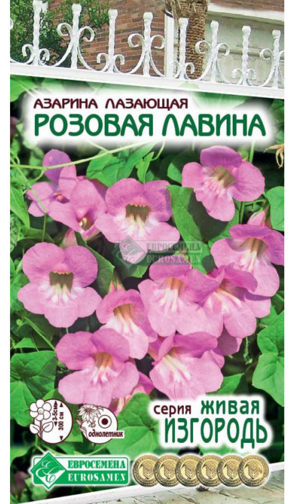 Азарина из семян отзывы. Азарина лазающая семена. Азарина лазающая розовая. Азарина смесь. Азарина лазающая Мексиканская красавица.