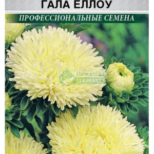 Астра густомахровая «Гала Еллоу» (10 шт) кратно 10 шт
