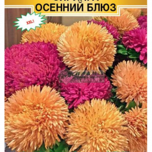 Астра густомахровая «Сиринга Осенний Блюз» (8 шт) кратно 10 шт