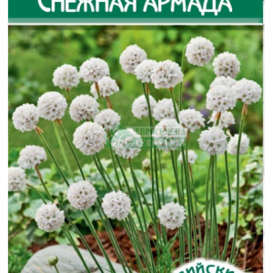 Армерия приморская «Снежная Армада» (5 шт) кратно 10 шт