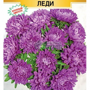 Астра китайс. «Моя Прекрасная Леди» (0,1гр) кратно 10 шт