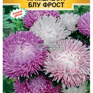 Астра китайс. «Хамелеон Блу Фрост» (5 шт) кратно 10 шт