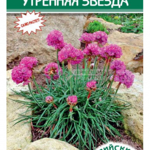 Армерия приморская «Утренняя звезда» (5 шт) кратно 10 шт