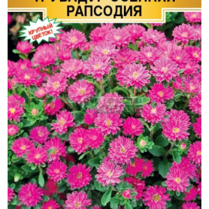 Астра китайская «Трубадур Осенняя Рапсодия» (10 шт) кратно 10 шт