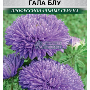 Астра густомахровая «Гала Блу» (10 шт) кратно 10 шт