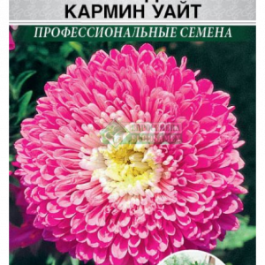 Астра китайс. «Стэнди Кармин Уайт» (10 шт) кратно 10 шт