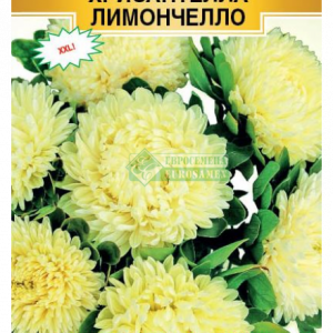 Астра китайс.«Хризантелла Лимончелло» (5 шт) кратно 10 шт