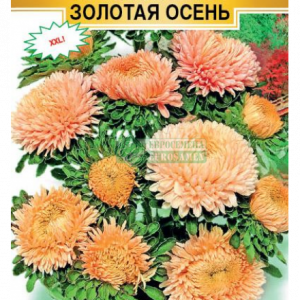 Астра китайс. «Хризантелла Золотая осень» (5 шт) кратно 10 шт
