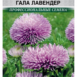 Астра густомахровая «ГАЛА Лавендер» (10 шт) кратно 10 шт