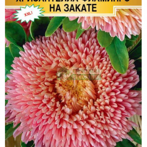 Астра китайс. «Хризантелла Фламинго на Закате» (5 шт) кратно 10 шт