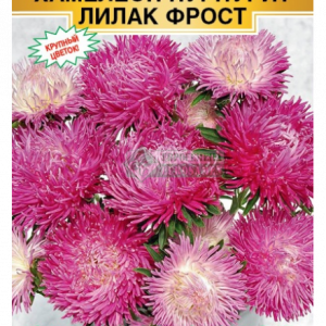 Астра китайс. «Хамелеон Пурпурит Лилак Фрост» (5 шт) кратно 10 шт