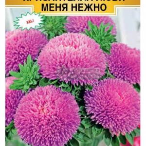 Астра китайс. «Хризантелла Люби меня Нежно» (5 шт) кратно 10 шт