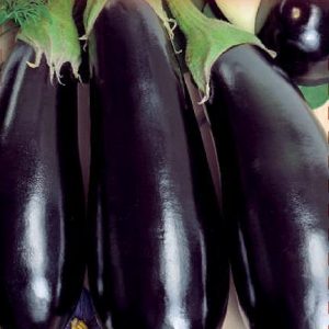 Баклажан Икорный 0,3гр