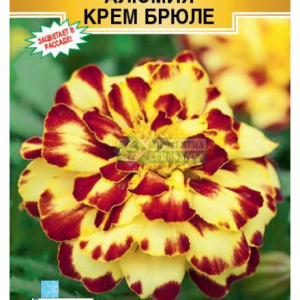 Бархатцы Алюмия Крем Брюле отклонен. (10шт) кратно 10 шт