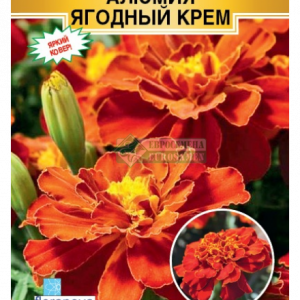 Бархатцы Алюмия Ягодный Крем отклонен. (10 шт) кратно 10 шт