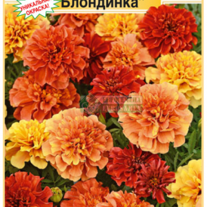 Бархатцы Клубничная блондинка отклонен. (10шт) кратно 10 шт